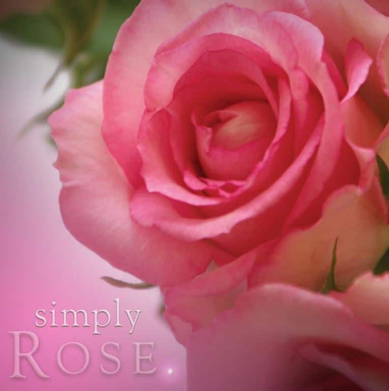 Simply pillar candle rose