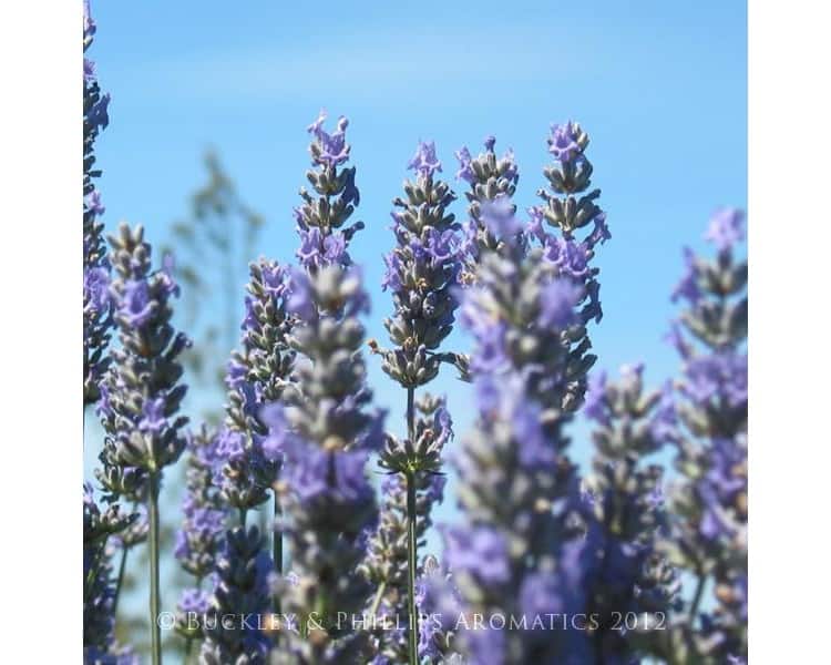 Simply incense lavender